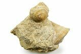 Jurassic Sea Snail (Obornella & Pyrgotrochus) Fossils - France #367837-1